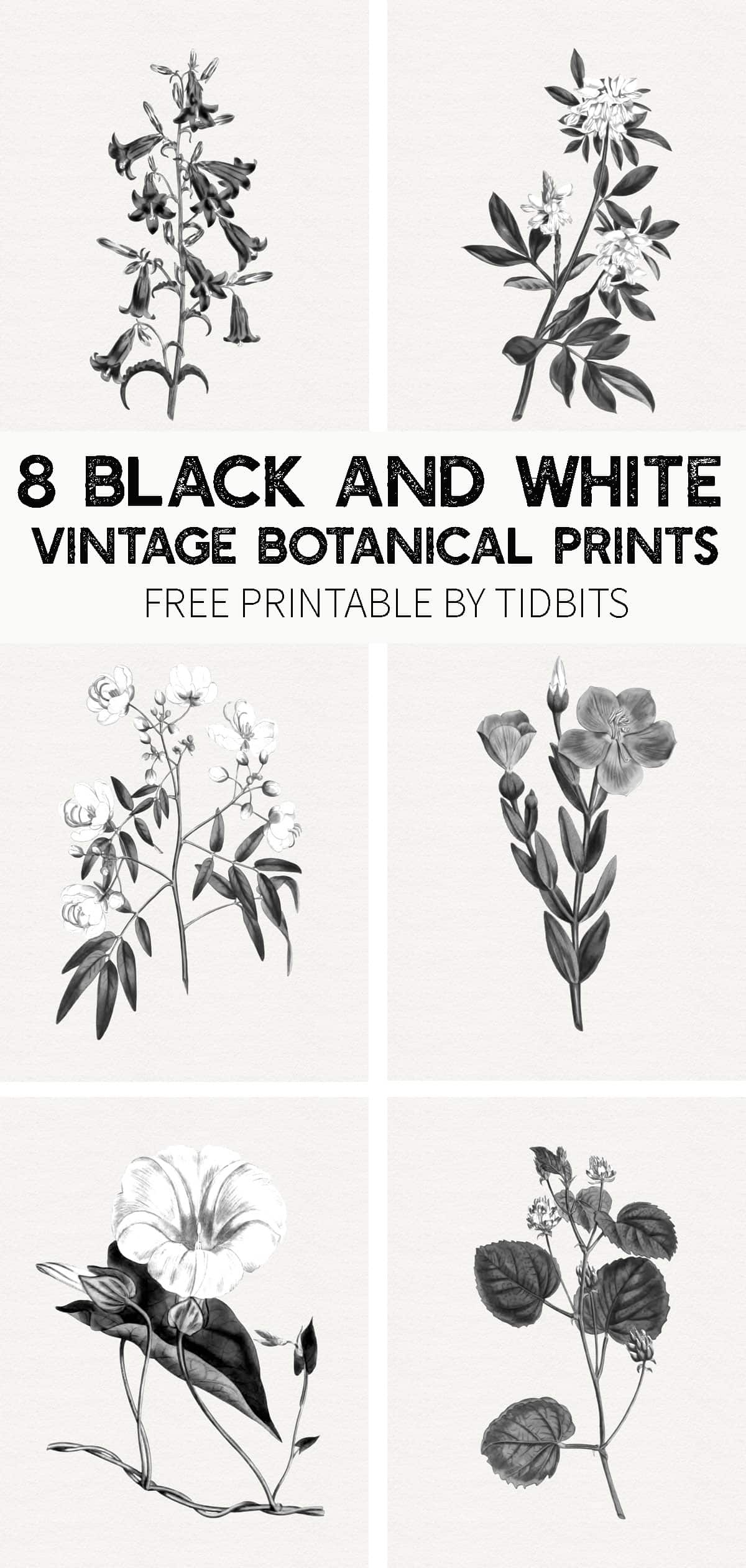 100 Botanical Prints Free Printables In Sets