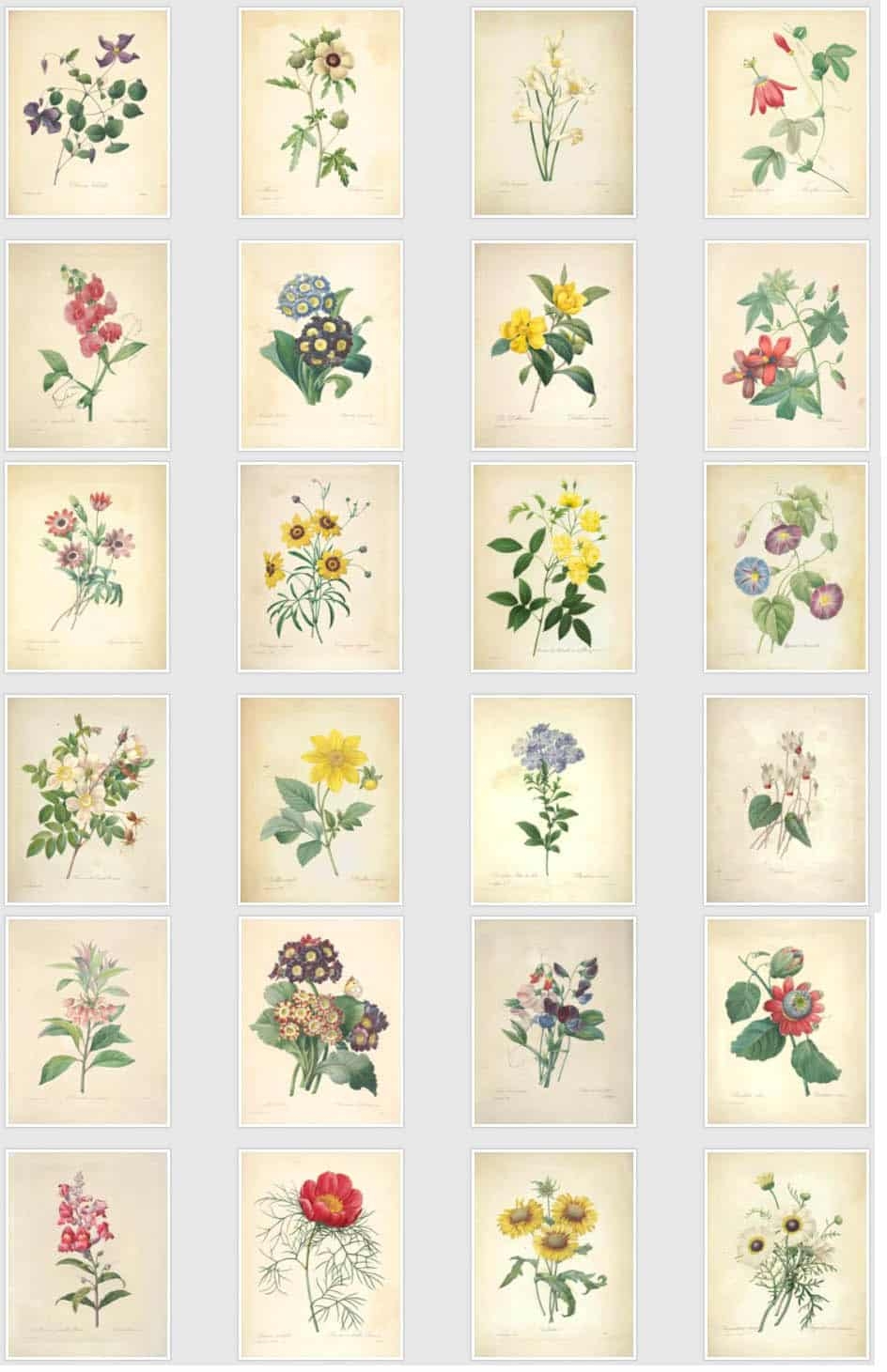 50 Beautiful Free Vintage Botanical Prints Free Printable 