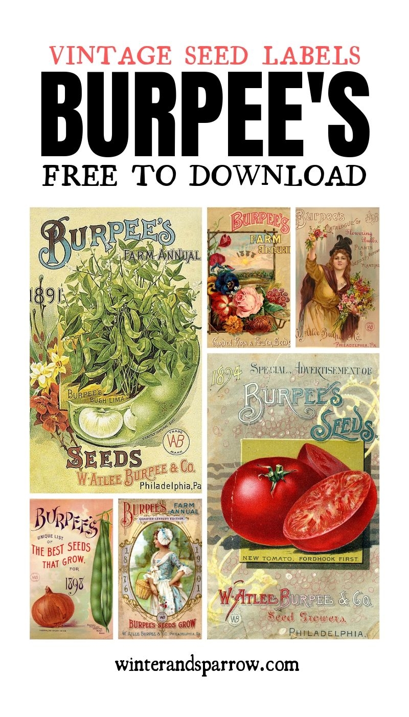 6 Burpee s Seed Packet Labels free To Download Winterandsparrow