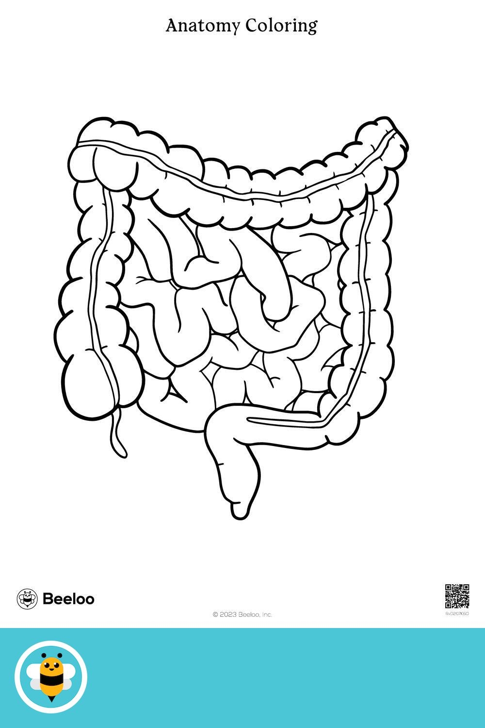 Anatomy Coloring