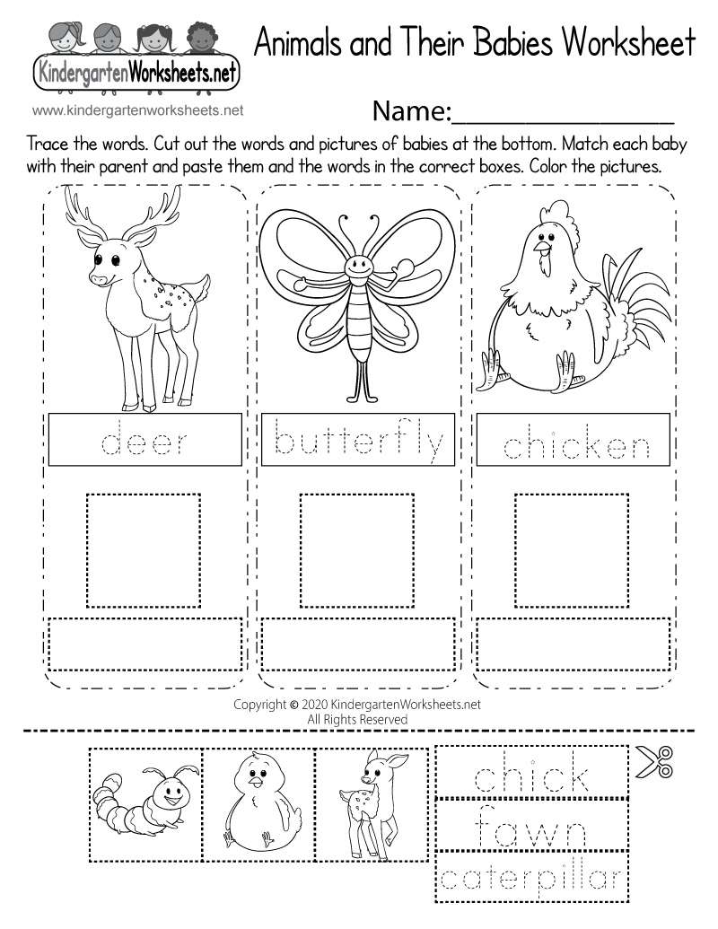 Free Printable Animal Classification Worksheets