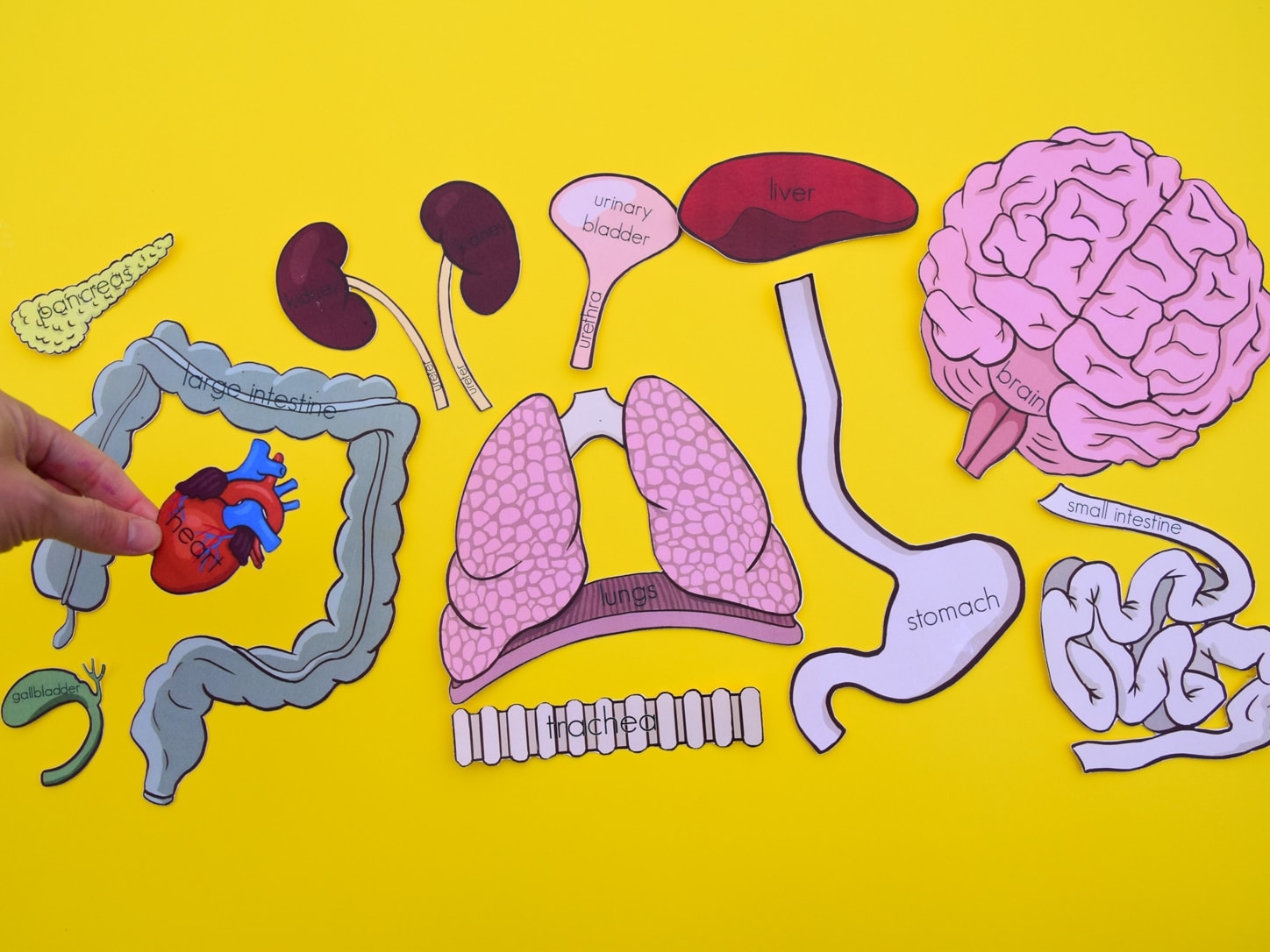 Free Printable Life Size Organs For Studying Human Body Anatomy With