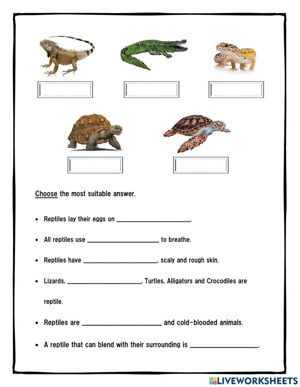 Free Reptiles Worksheets Kids Love With Printables Worksheets Library