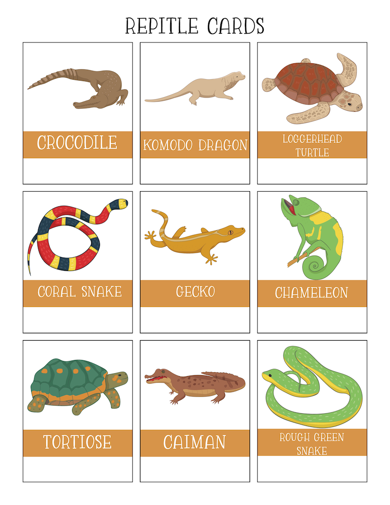 Free Reptiles Worksheets Kids Love With Printables