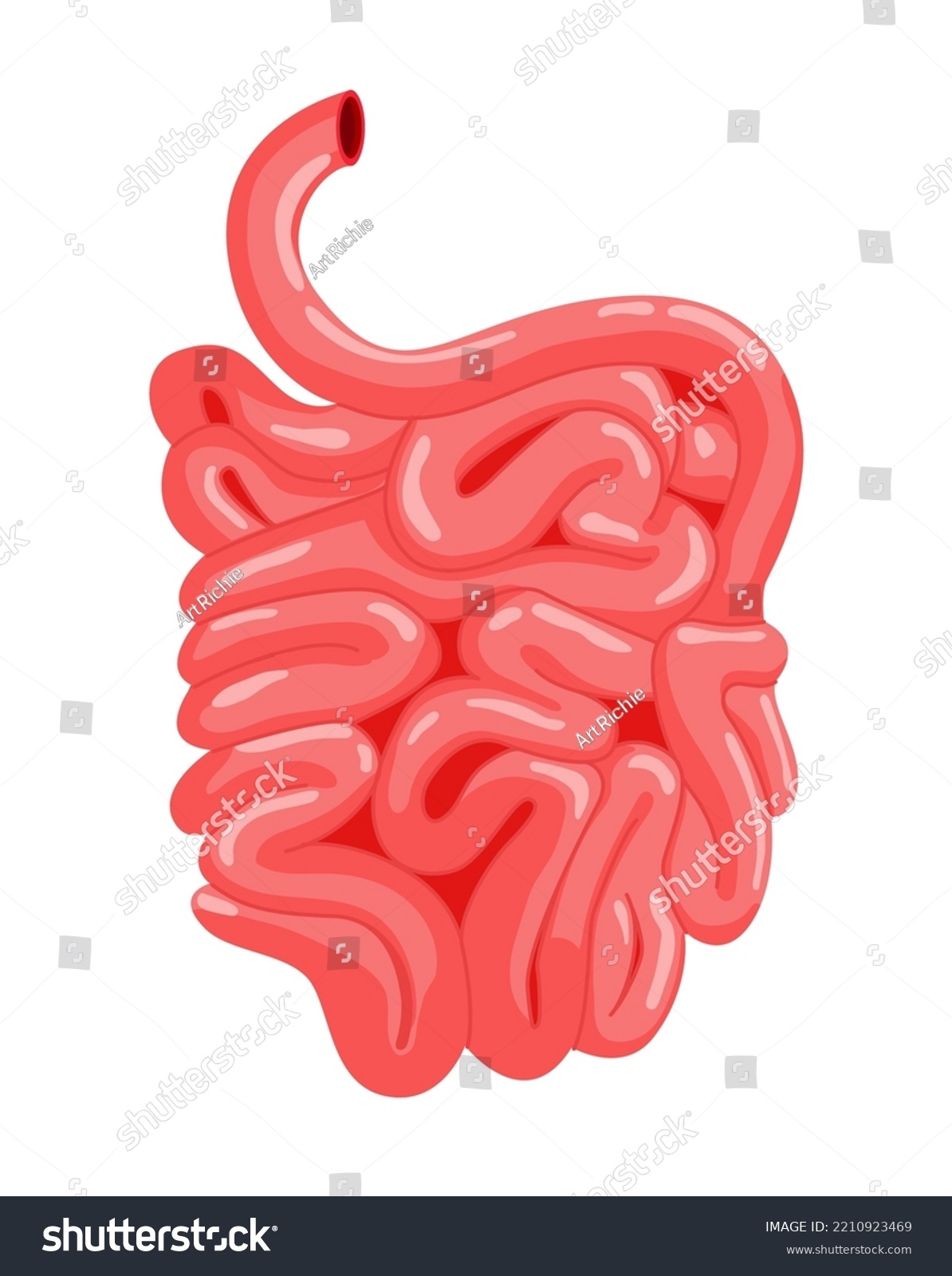 Human Small Intestine Vector Illustration Internal Stock Vector Royalty Free 2210923469 Shutterstock