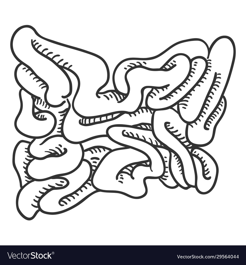 Sketch Human Small Intestine Anatomical Organ Vector Image
