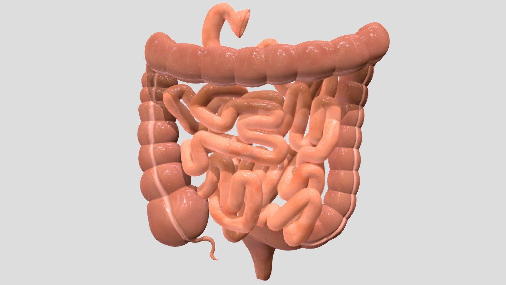 Small And Large Intestine Download Free 3D Model By Antonia sundberg antonia sundberg 8a1ca8e 