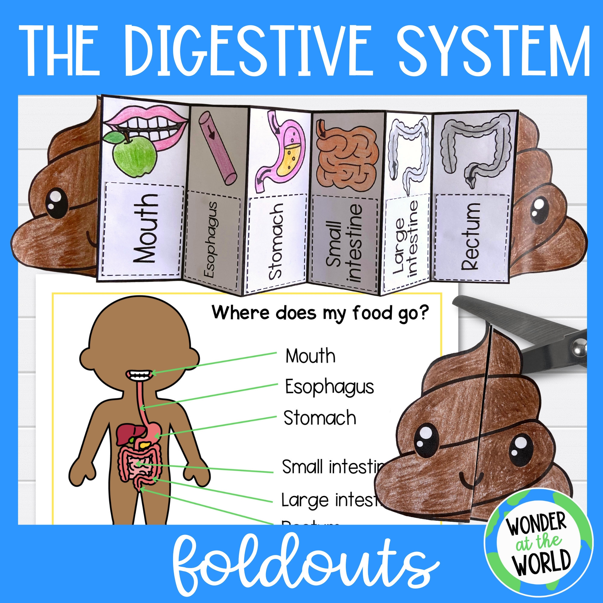 Free Small Intestine Printable