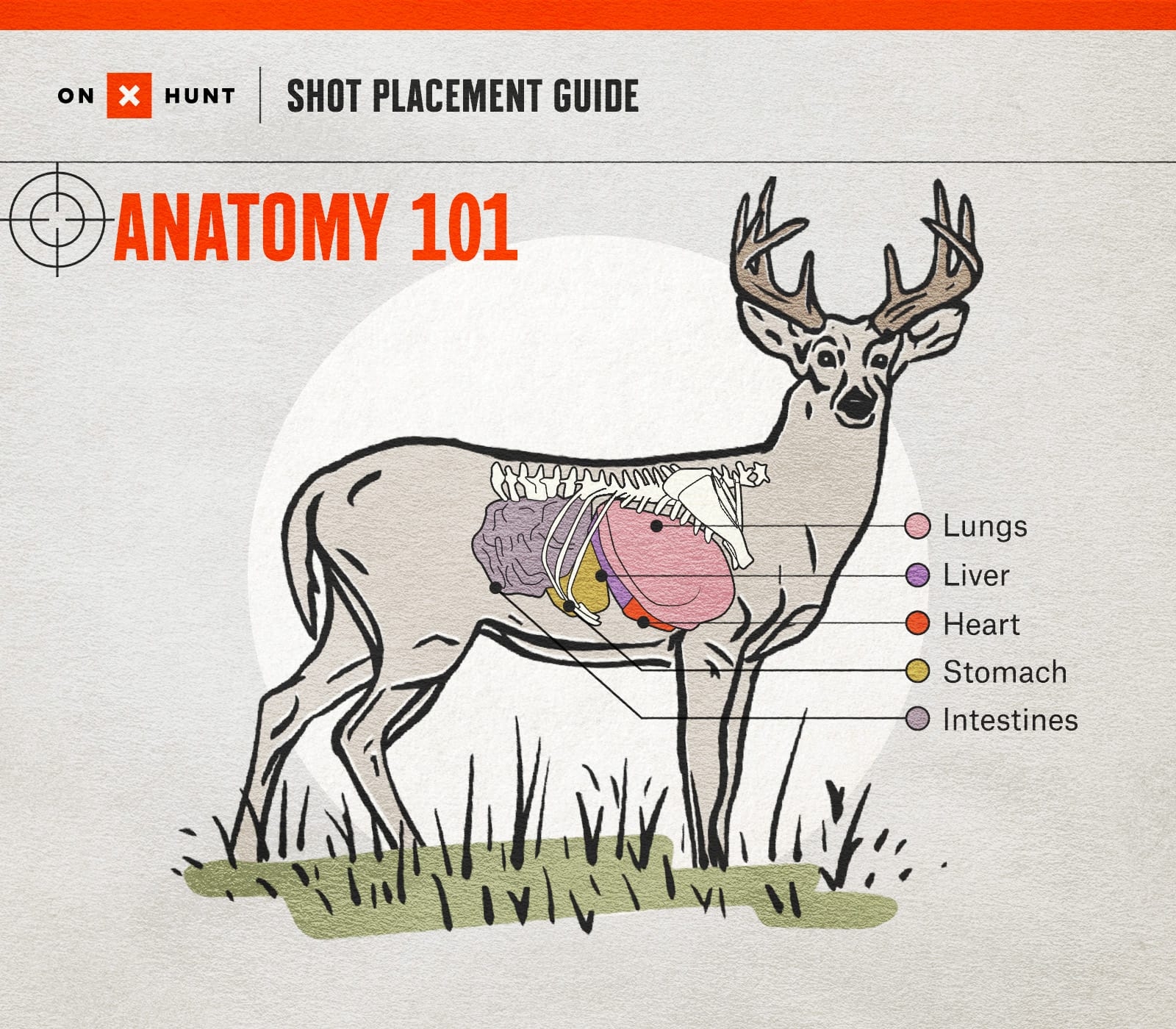 Free Printable Deer Vitals Target