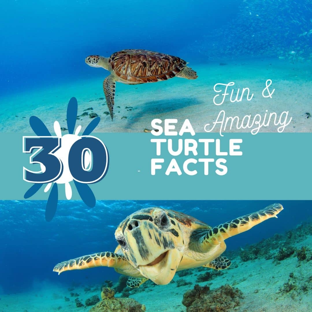 30 Fun Facts About Sea Turtles The Homeschool Scientist