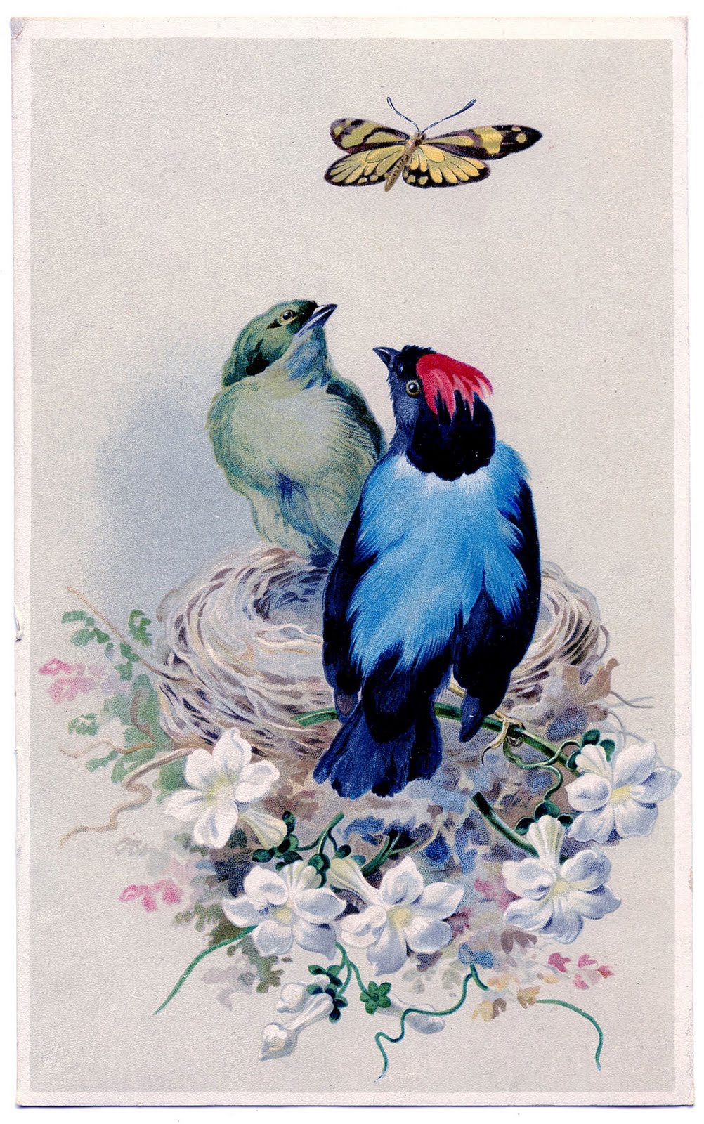 560 Bird Images Bird Pictures To Print The Graphics Fairy