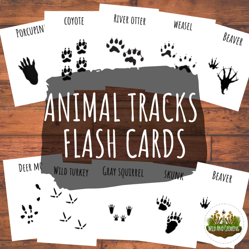 Animal Tracks Three Part Nomenclature Cards DIGITAL DOWNLOAD Wild And Growing