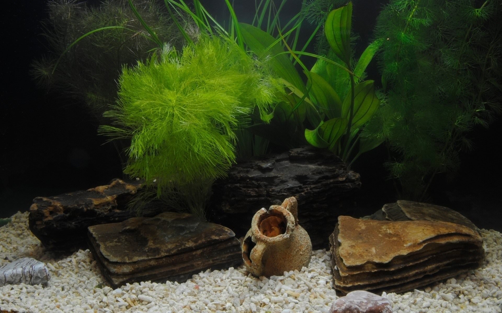 Aquarium Wallpapers 48 Images WallpaperCat