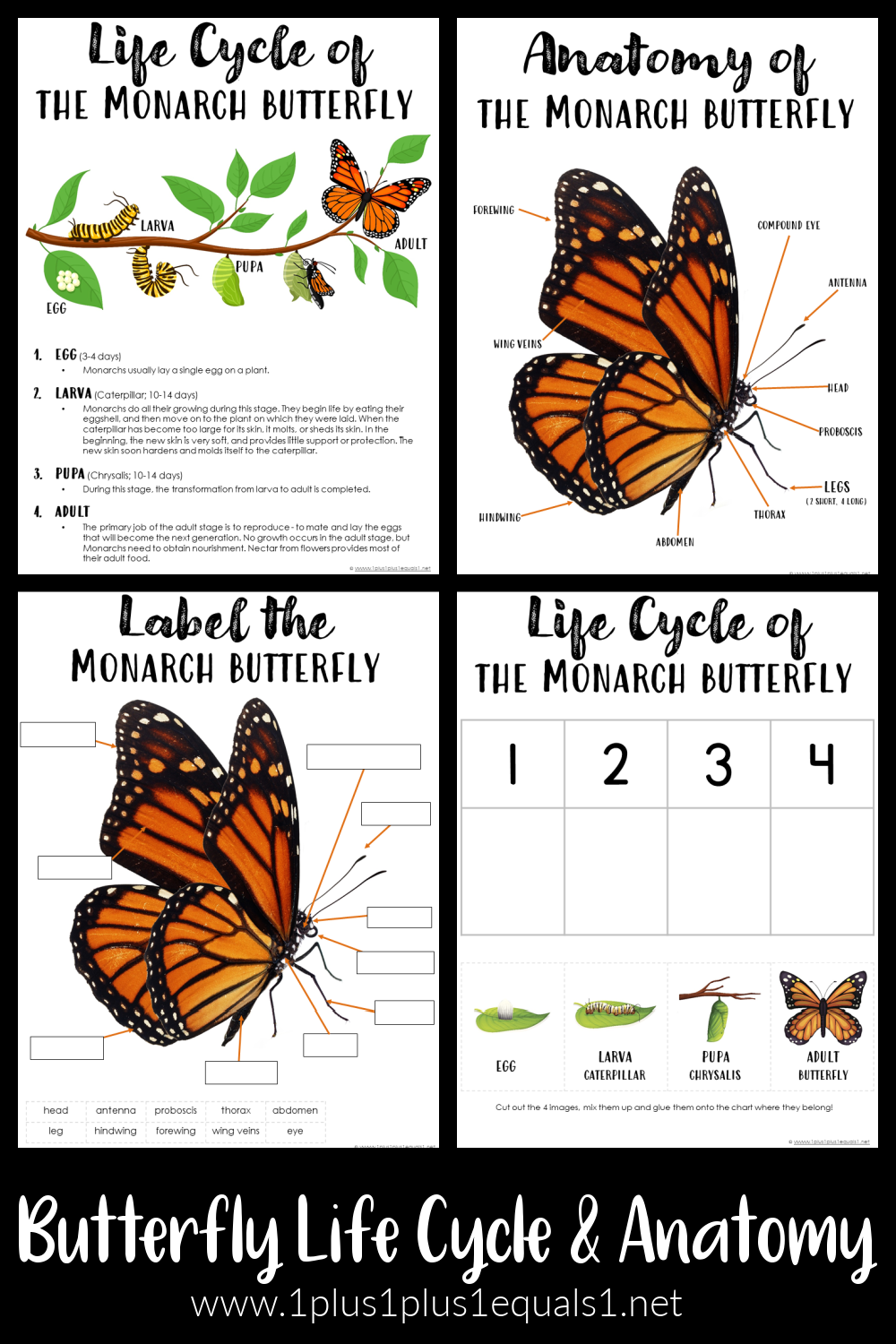 Butterfly Life Cycle Anatomy Printables 1 1 1 1