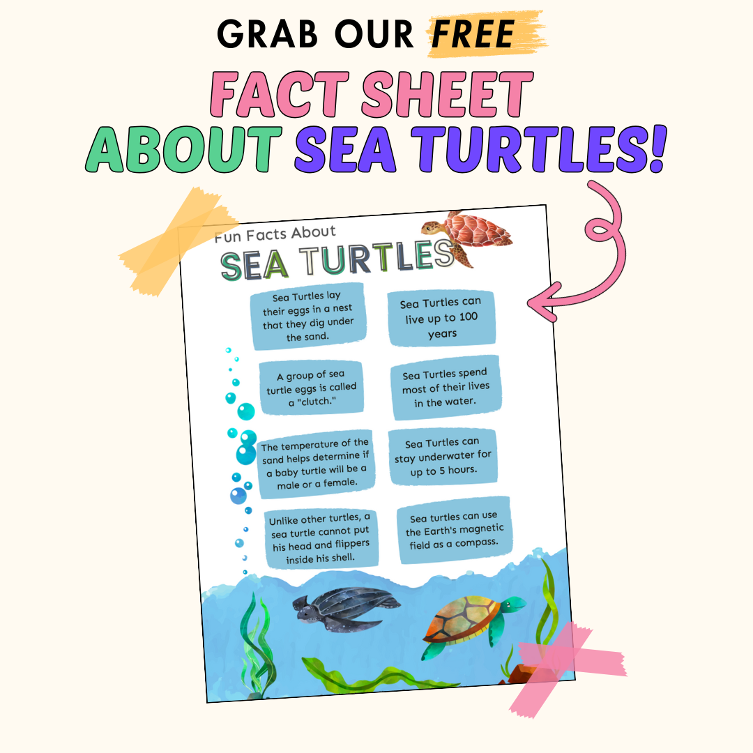 Craft A Coffee Filter Sea Turtle A Colorful And Easy DIY Project Made To Be A Momma