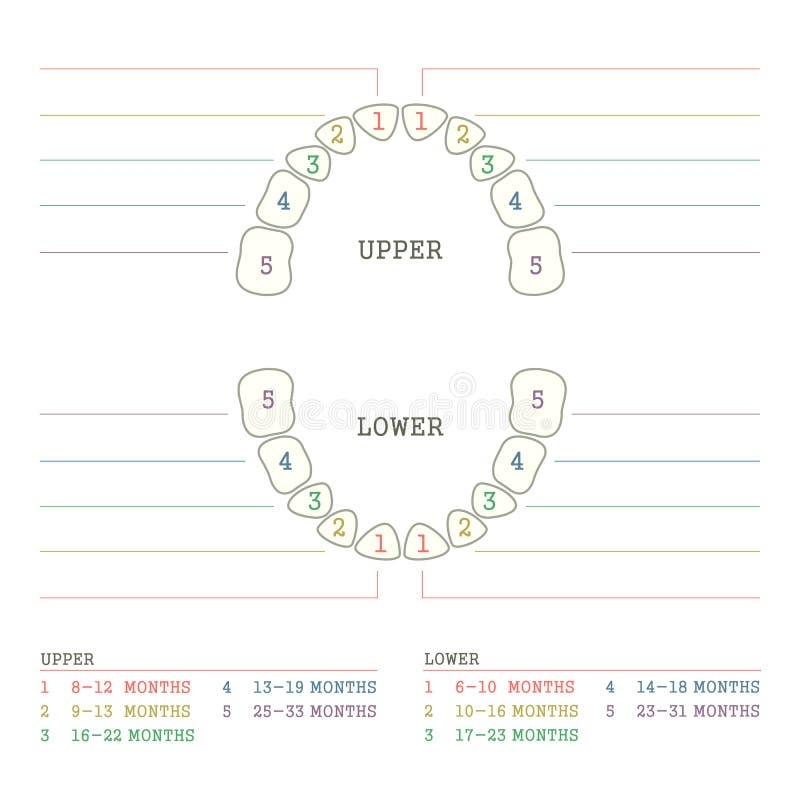 Dental Teeth Chart Stock Illustrations 1 020 Dental Teeth Chart Stock Illustrations Vectors Clipart Dreamstime