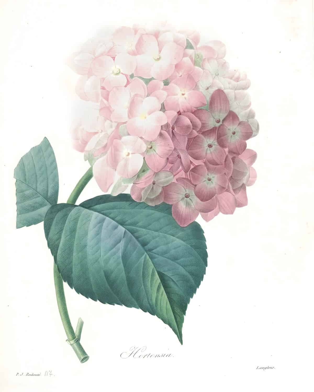 High Resolution Free Printables Flowers