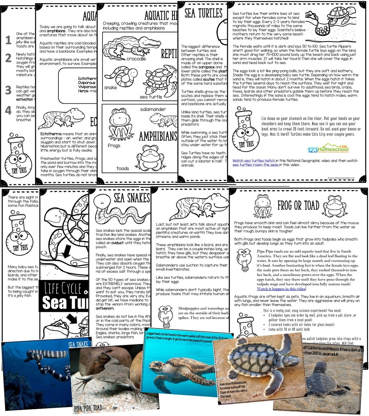  FREE Life Cycle Of A Sea Turtle For Kids Printable Reader