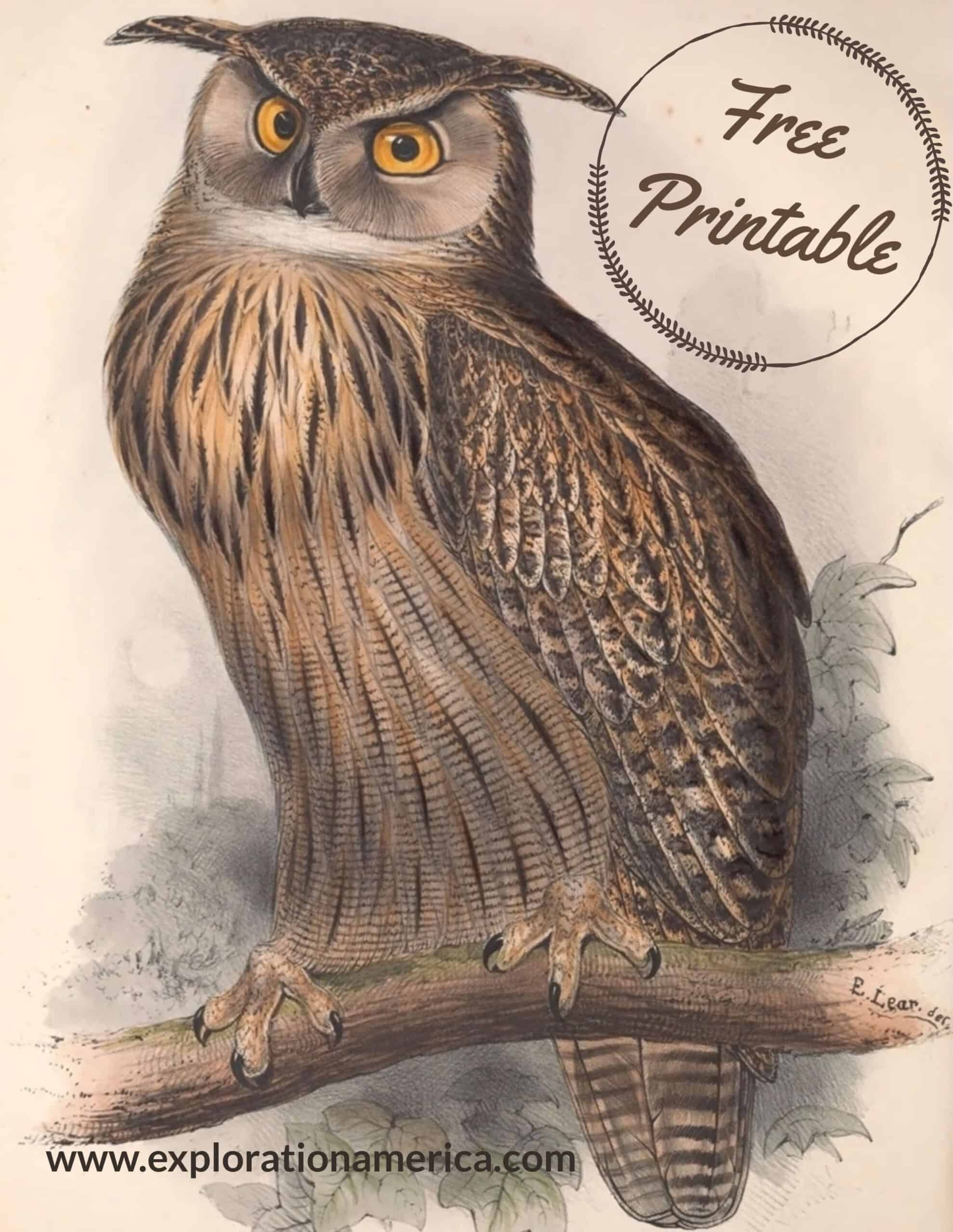Free Owl Printables