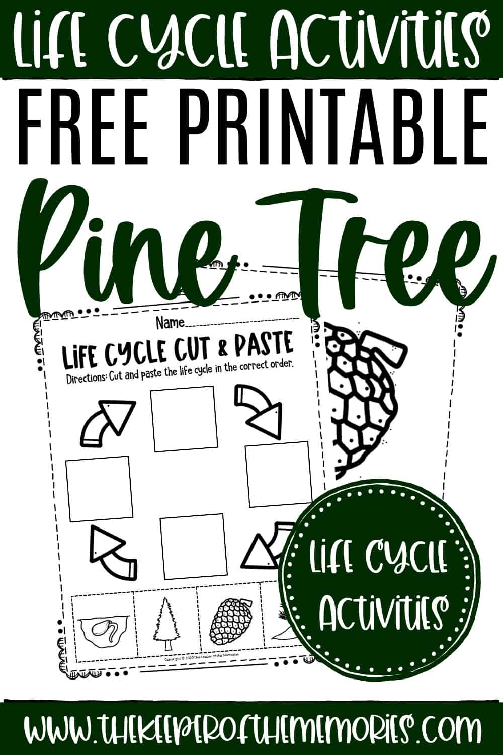 Free Printable Pine Tree Life Cycle Worksheets The Keeper Of The Memories