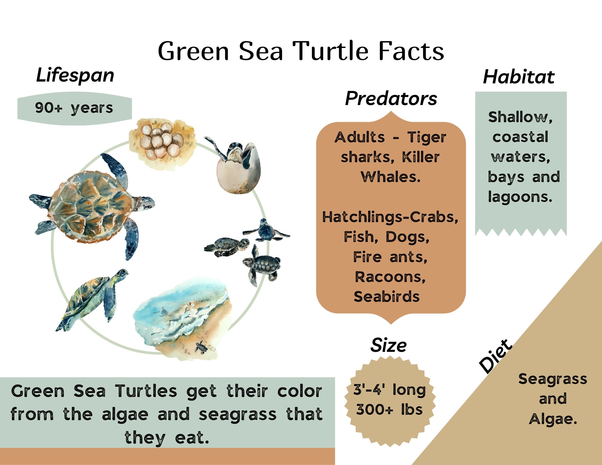 Green Sea Turtle Facts Reptile Facts Sea Life Facts Turtle Facts Etsy