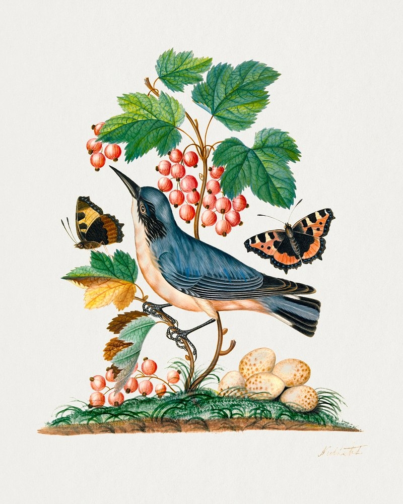 Free Vintage Bird Printables
