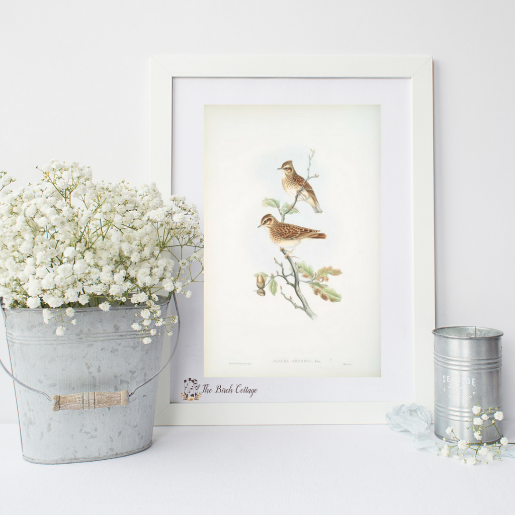 Welcome Spring With 6 Printable Vintage Bird Illustrations The Birch Cottage